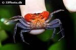 geosesarma hagen red vampire crab geosesarma hagen red vampire crab