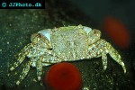 grapsus tenuicrustatus green rock crab grapsus tenuicrustatus green rock crab