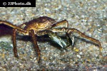 hyas araneus great spider crab hyas araneus great spider crab
