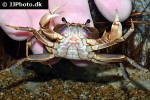 laevimon kottelati kottelatt s freshwater crab laevimon kottelati kottelatt s freshwater crab