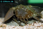 limulus polyphemus horseshoe crab limulus polyphemus horseshoe crab