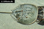 limulus polyphemus horseshoe crab limulus polyphemus horseshoe crab