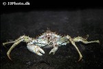 lithodes maja northern stone crab lithodes maja northern stone crab