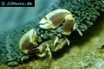 neopetrolisthes ohshimai porcelain crab neopetrolisthes ohshimai porcelain crab