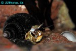 pagurus bernhardus common hermit crab pagurus bernhardus common hermit crab