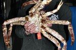 paralithodes camtschaticus red king crab paralithodes camtschaticus red king crab