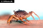 parathelphusa pantherina swamp forest crab parathelphusa pantherina swamp forest crab