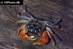 perisesarma bidens red claw crab perisesarma bidens red claw crab