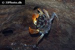 perisesarma bidens red claw crab perisesarma bidens red claw crab