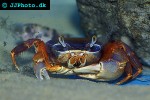 potamonautus orbitospinus malawi crab potamonautus orbitospinus malawi crab