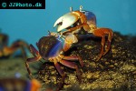 potamonautus orbitospinus malawi crab potamonautus orbitospinus malawi crab