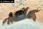 pseudosesarma bocourti blue mangrove crab pseudosesarma bocourti blue mangrove crab