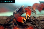 pseudosesarma moeschi red clawed mangrove crab pseudosesarma moeschi red clawed mangrove crab