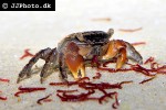 pseudosesarma moeschi red clawed mangrove crab pseudosesarma moeschi red clawed mangrove crab
