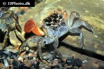 pseudosesarma moeschi red clawed mangrove crab pseudosesarma moeschi red clawed mangrove crab