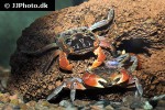 pseudosesarma moeschi red clawed mangrove crab pseudosesarma moeschi red clawed mangrove crab