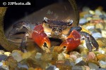 pseudosesarma moeschi red clawed mangrove crab pseudosesarma moeschi red clawed mangrove crab
