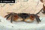 pseudosesarma species indonesia crab pseudosesarma species indonesia crab
