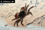 pseudosesarma species indonesia crab pseudosesarma species indonesia crab