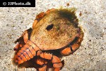 ranina ranina spanner crab ranina ranina spanner crab