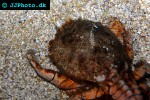 ranina ranina spanner crab ranina ranina spanner crab