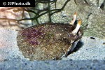 ranina ranina spanner crab ranina ranina spanner crab