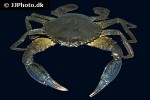 scylla serrata   giant mud crab  