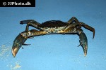 scylla serrata   giant mud crab  