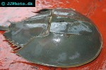 tachypleus gigas   coastal horseshoe crab  