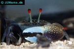 uca forcipata   forceped fiddler crab  