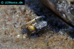 uca spp   fiddler crab  