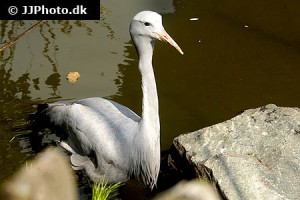 Cranes & Coots