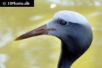 anthropoides paradisea blue crane anthropoides paradisea blue crane
