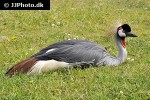 balearica pavonina black crowned crane balearica pavonina black crowned crane