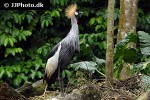 balearica pavonina black crowned crane balearica pavonina black crowned crane