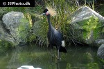 balearica pavonina black crowned crane balearica pavonina black crowned crane