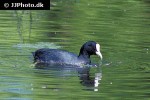 fulica atra eurasian coot fulica atra eurasian coot