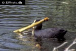 fulica atra eurasian coot fulica atra eurasian coot