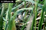 fulica atra eurasian coot fulica atra eurasian coot