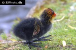fulica atra eurasian coot fulica atra eurasian coot