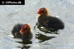 fulica atra eurasian coot fulica atra eurasian coot