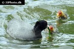 fulica atra eurasian coot fulica atra eurasian coot