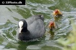 fulica atra eurasian coot fulica atra eurasian coot