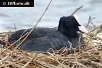 fulica atra eurasian coot fulica atra eurasian coot