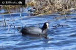 fulica atra eurasian coot fulica atra eurasian coot