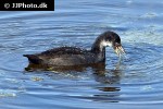 fulica atra eurasian coot fulica atra eurasian coot