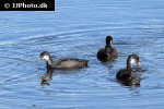 fulica atra eurasian coot fulica atra eurasian coot