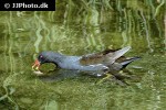 gallinula chloropus common moorhen gallinula chloropus common moorhen
