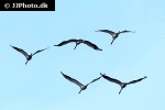 grus grus common crane grus grus common crane