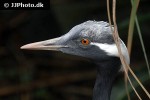 grus virgo demoiselle crane grus virgo demoiselle crane